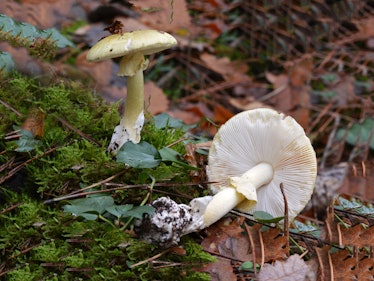 Death cap mushrooms in a forest