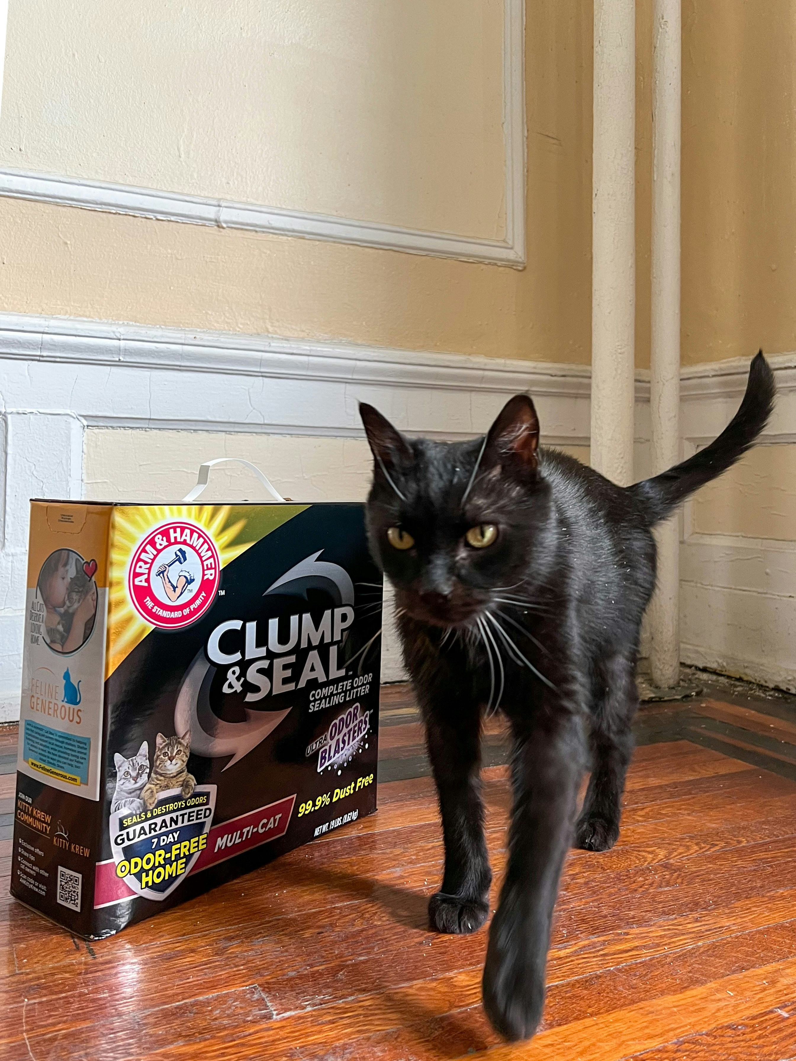 The Best Cat Litters For Odor Control 2023, Tested & Reviewed