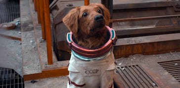 Cosmo the Spacedog in Guardians of the Galaxy Vol. 3