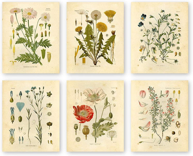 Botanical Prints (Set of 6)