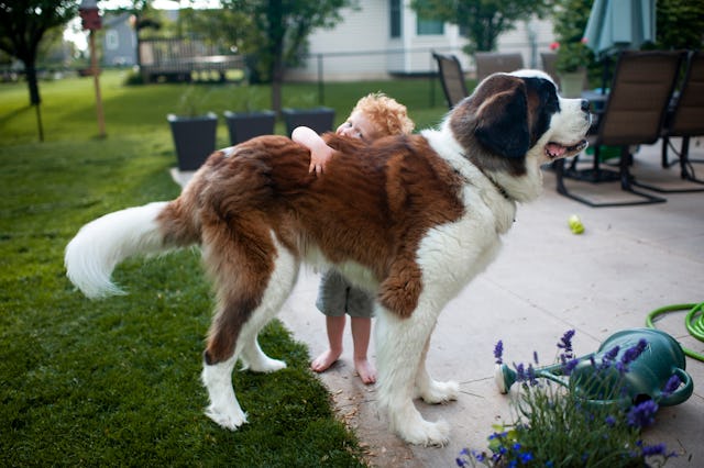 A little boy hugs a big dog