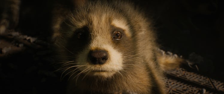 A really sad raccoon in 'Guardians of the Galaxy 3.'
