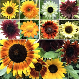 Seed Needs Specialty Planting Sunflower Seed Blend