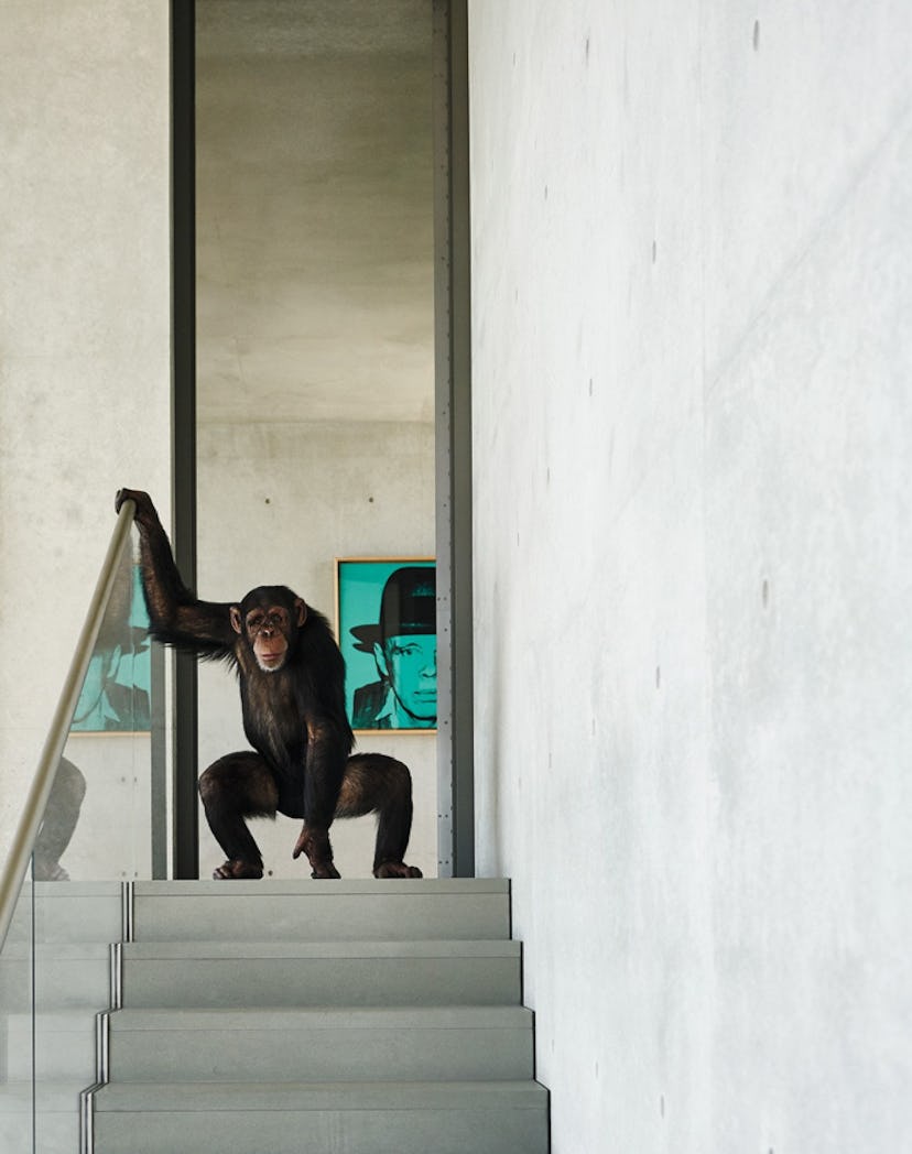 A chimpanzee standing on the top of stairs while holding onto a stair railing