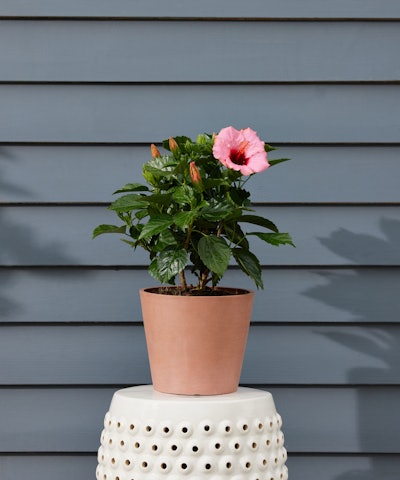 Mother's Day flowers delivery 2023: order mom a real, living pink hibiscus plant small enough for a ...