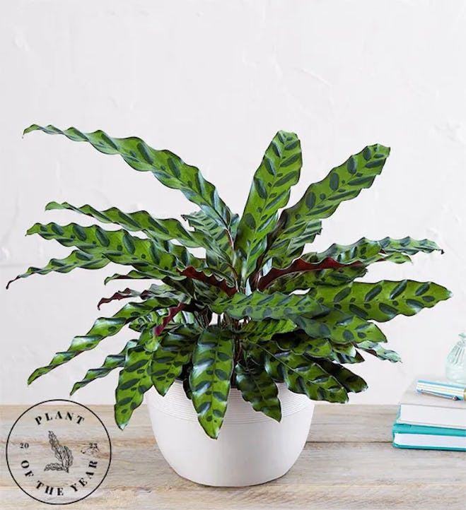Mother's Day bouquets aren't for everyone, so consider a calathea rattlesnake for the house plant lo...
