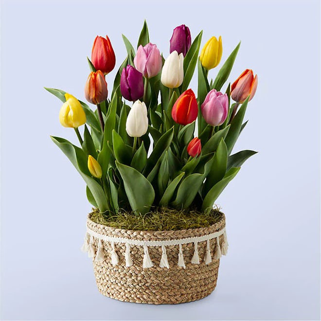 Creative Mother's Day bouquets: this pre-planted rainbow tulip bulb garden in a decorative basket
