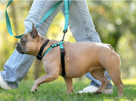 Rover Gear Better Walk No Pull Dog Harness