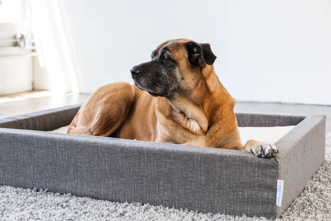 Molecule Pet Bed