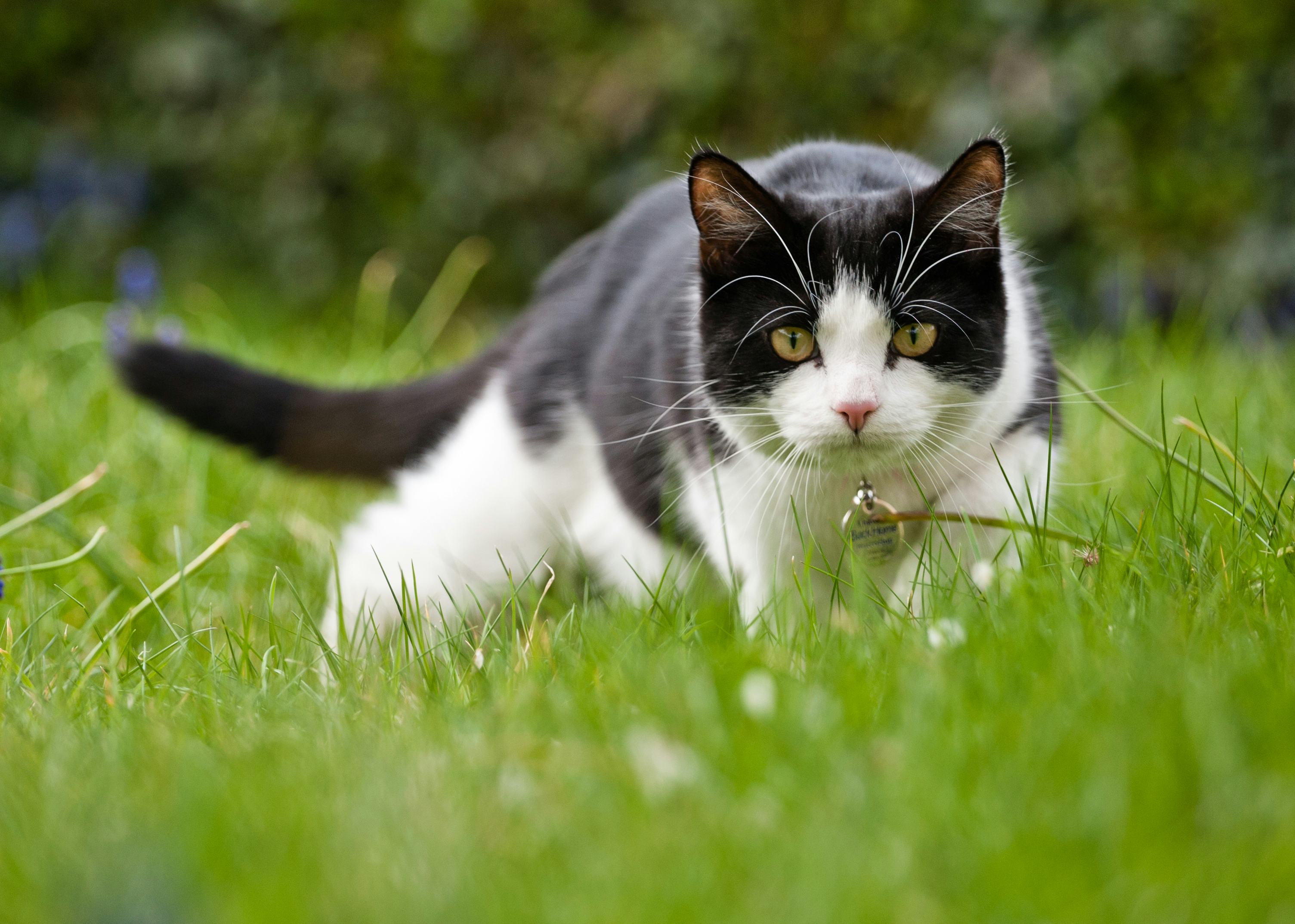 Should I Let My Cat Go Outdoors? 3 Reasons to Keep Your Pet Inside