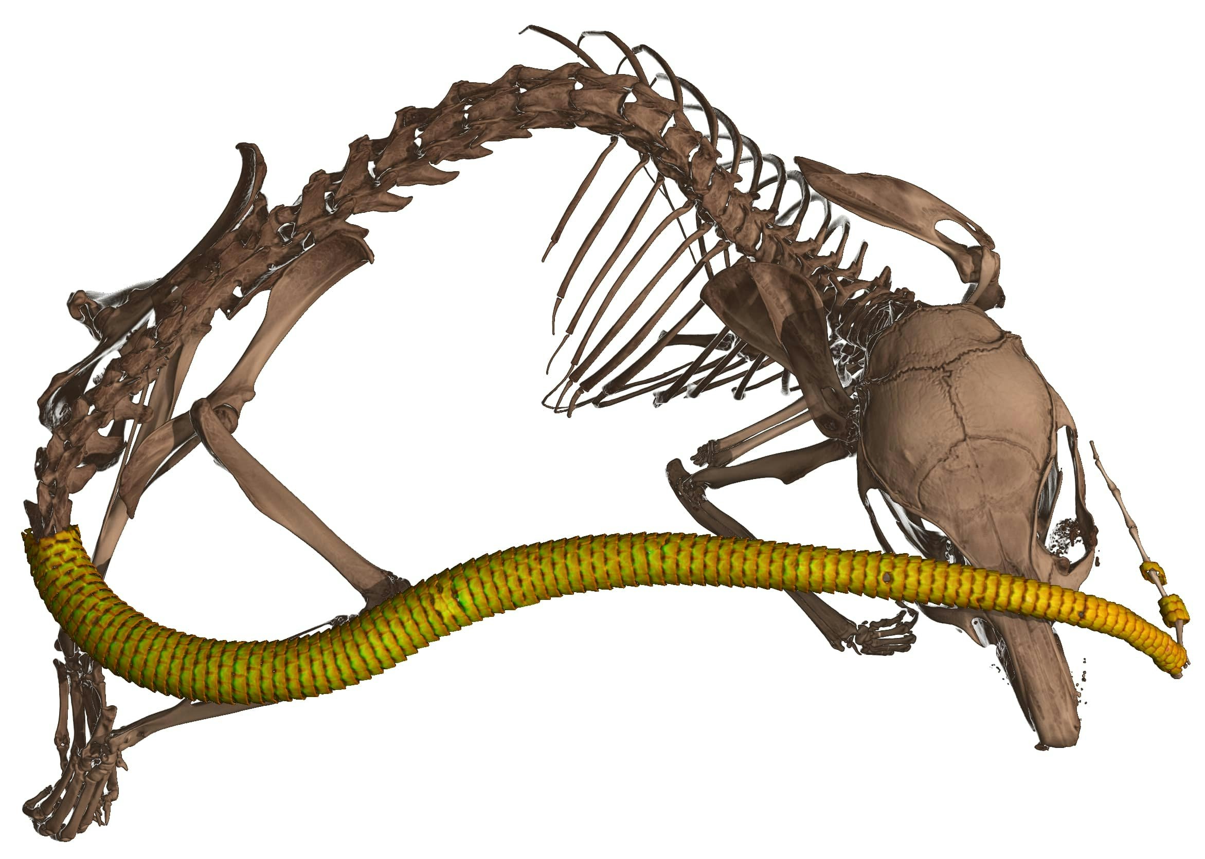 A Genetic Mystery Equips These Mammals with…