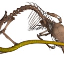 A CT scan of a mouse skeleton with a bony plated tail.