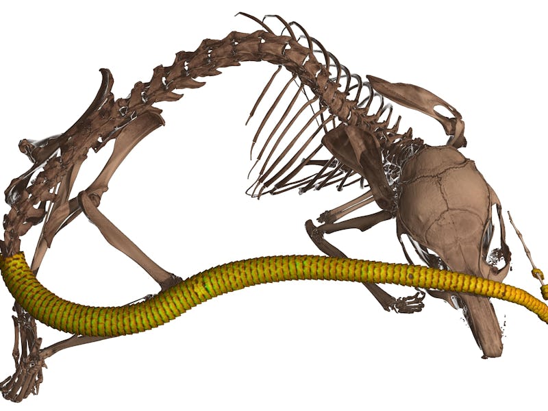 A CT scan of a mouse skeleton with a bony plated tail.