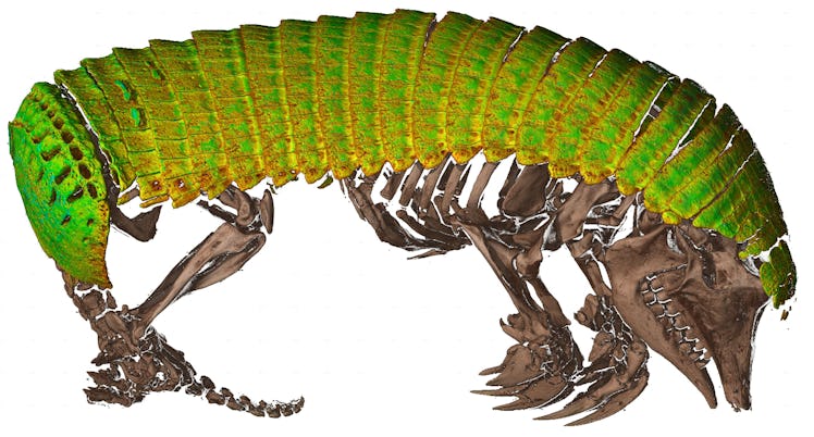 A CT scan in green, yellow, and brown of a pink fairy armadillo.