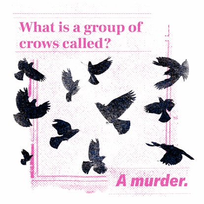 What Is a Group of Crows called?