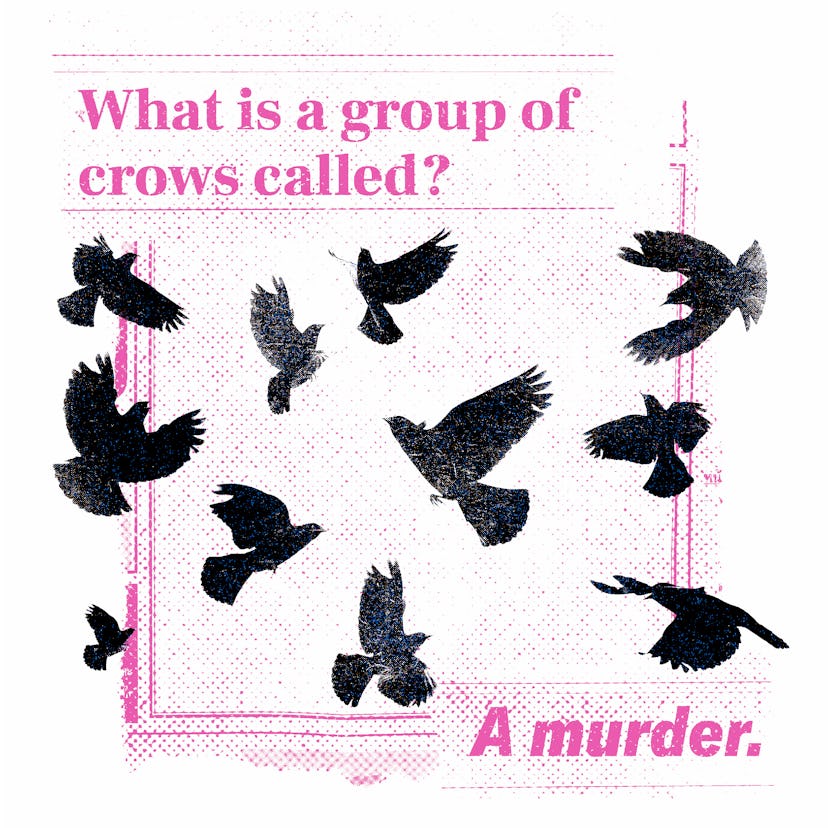 What Is a Group of Crows called?