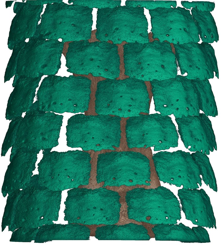 A CT scan of a spiny mouse tail, which looks like green roof tiles.