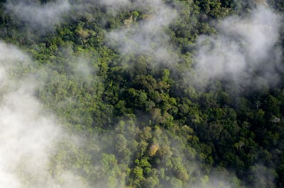 Mist above the Amazon rainforest