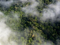 Mist above the Amazon rainforest