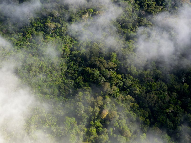 Mist above the Amazon rainforest