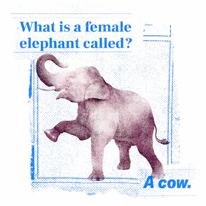 What Is a Female Elephant Called?