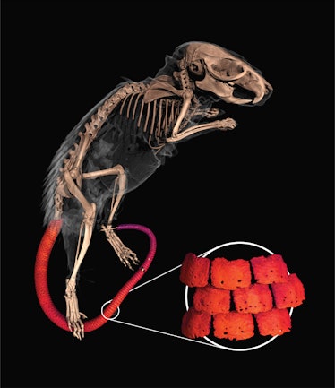 A CT scan of the spiny mouse with its bony plated tail in red.