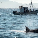 A killer whale in the Strait of Gibraltar.