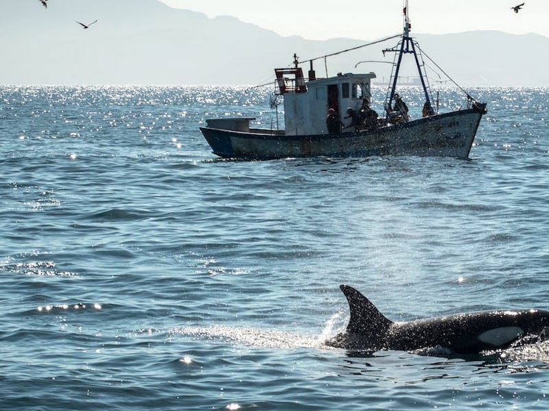 A killer whale in the Strait of Gibraltar.