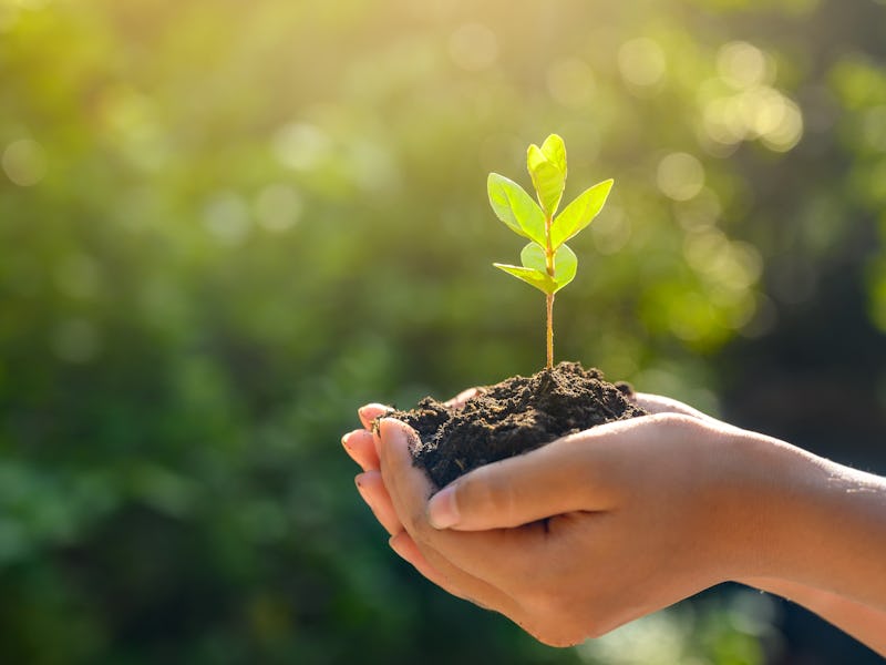 Hands holding tree seedling in soil