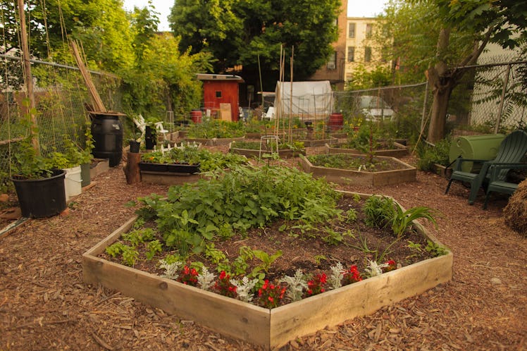 Community garden