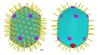 An image of the bacteriophage T4 virus that could be used in gene therapy.