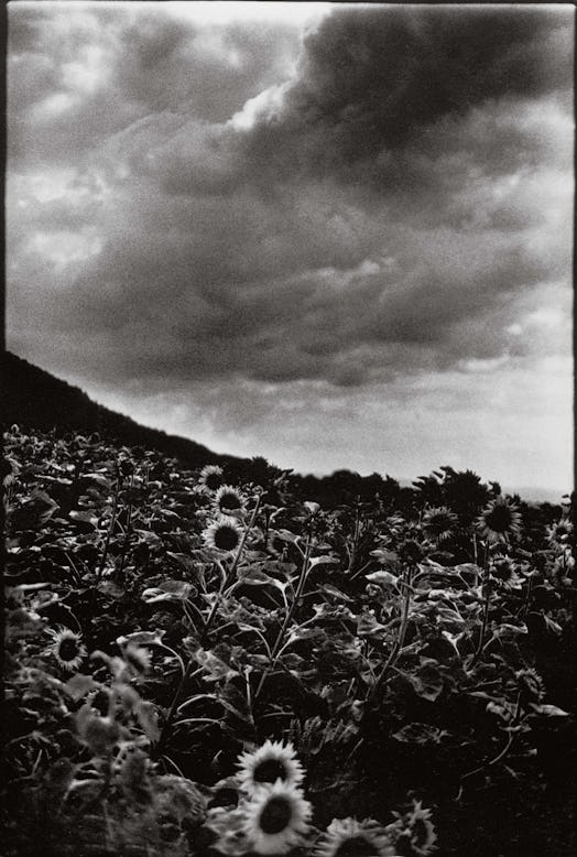 Ming Smith, Goghing with Darkness and Light (Sunflowers), (Singen, West Germany), 1989. 