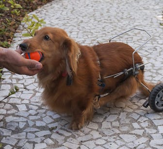 Chuckit! Ultra Dog Ball