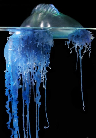 A blue creature that looks like a jellyfish pokes the top of its body out of the water.