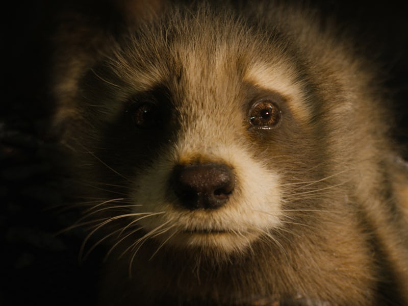 Baby Rocket in 'Guardians of the Galaxy Vol. 3'