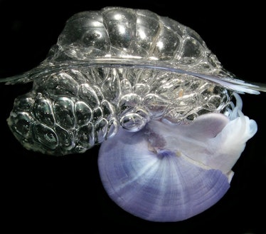 A purple sea snail uses a shimmery raft of bubble to float near the surface of the water