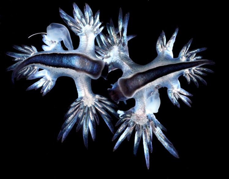 The branch-like blue sea dragon called Glaucus