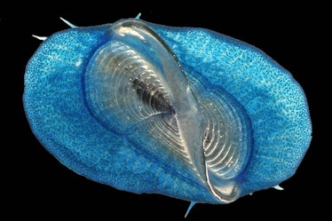 A blue jellyfish-shaped neuston called Velella