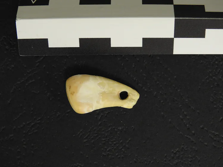 Bussel Teeth 20,000-Year-Old DNA Finally Revealed Who Wore This Ancient Elk Tooth ...