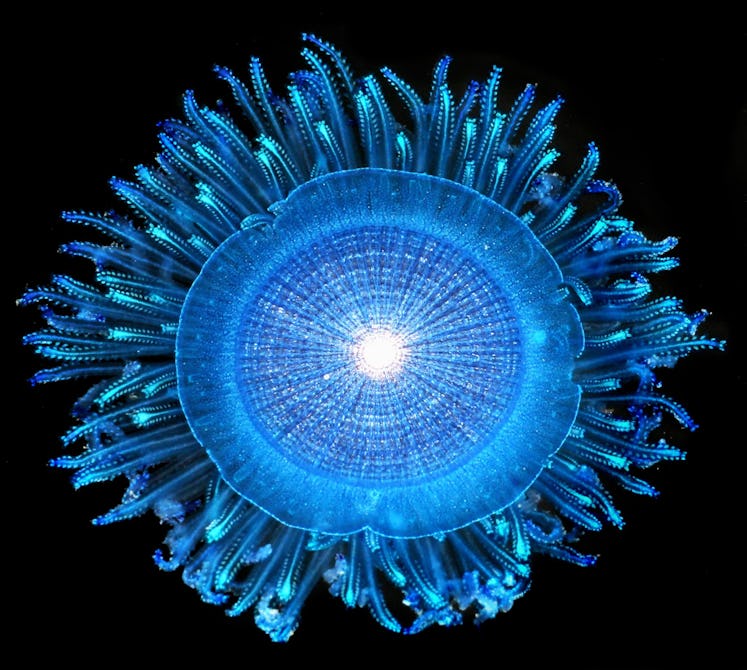 A blue jellyfish called Porpita