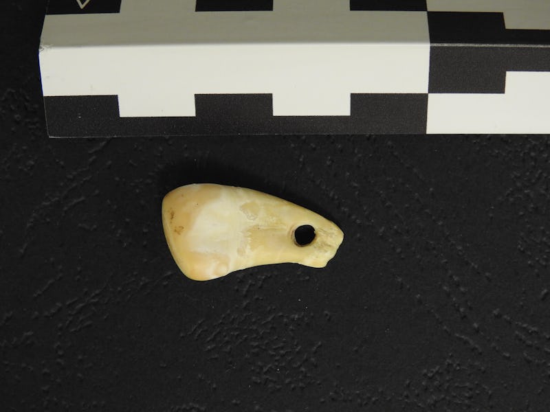 An elk tooth pendant on a black background