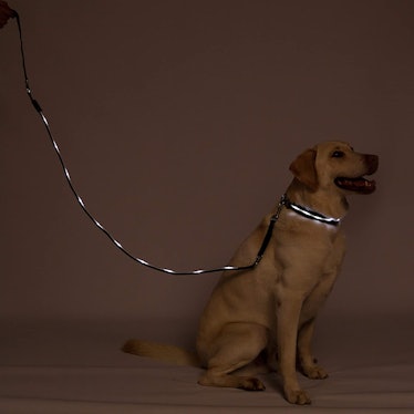 Blazin' Safety LED Dog Leash