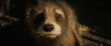 Baby Rocket (voiced by Bradley Cooper) in Guardians of the Galaxy Vol. 3