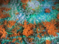 colorful microbial diversity on a coral reef