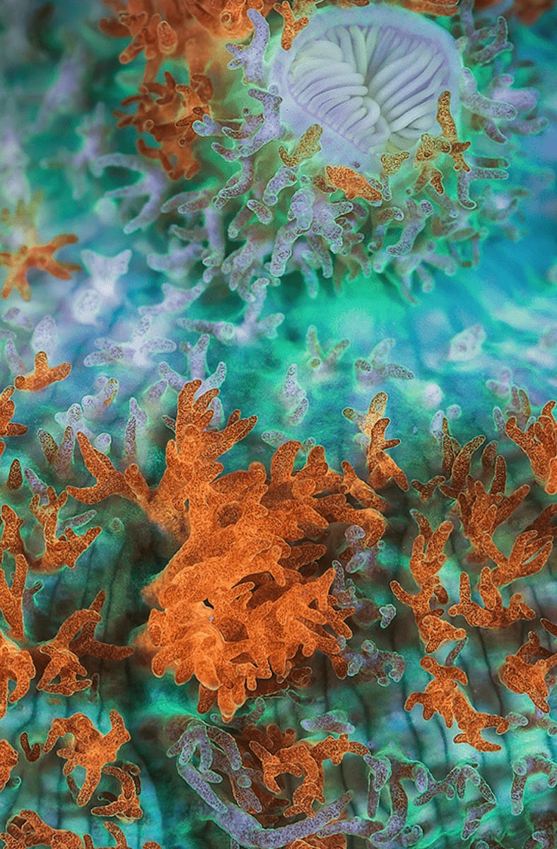 colorful microbial diversity on a coral reef