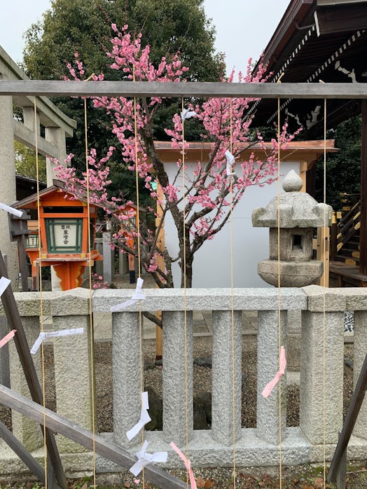 Tying bad fortunes to the wall at Yasaka Shrine is one of the things to do in Kyoto.
