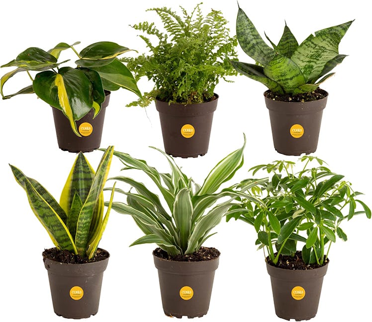 Costa Farms Live Plants (6-Pack)