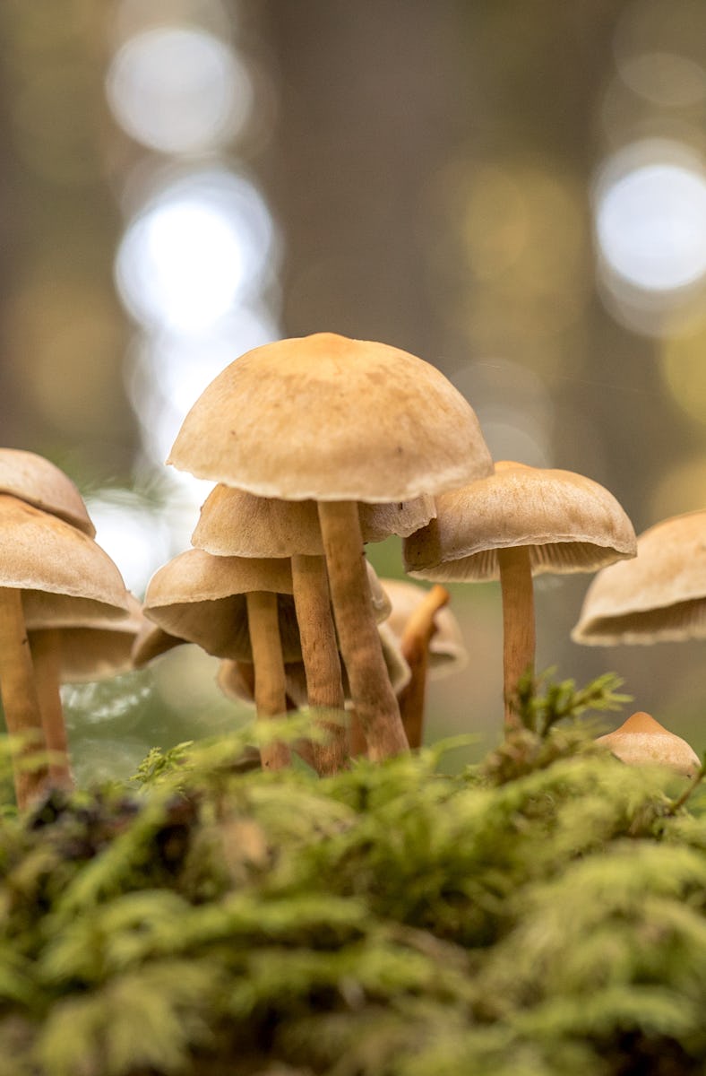 Mushroom caps rising out of the ground