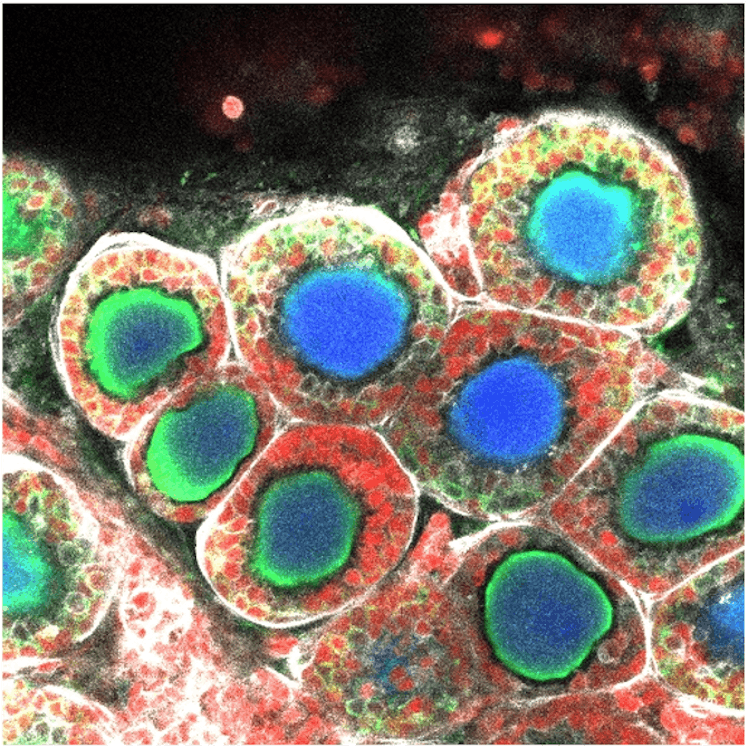 An image of the ovarian structure created from mouse embryonic stem cells.