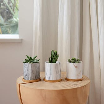 Dsben Succulent Plant Pots (3-Pack)